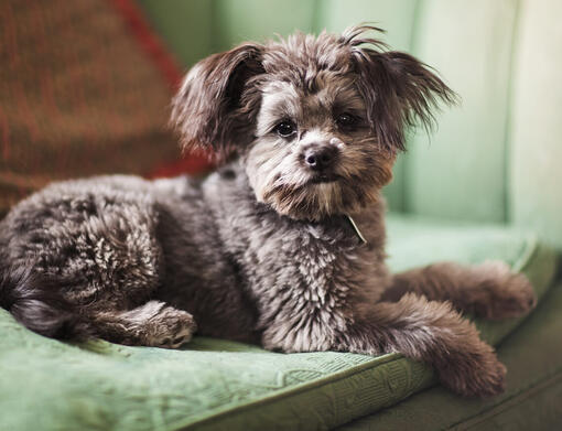 Yorkie poo obedience store training